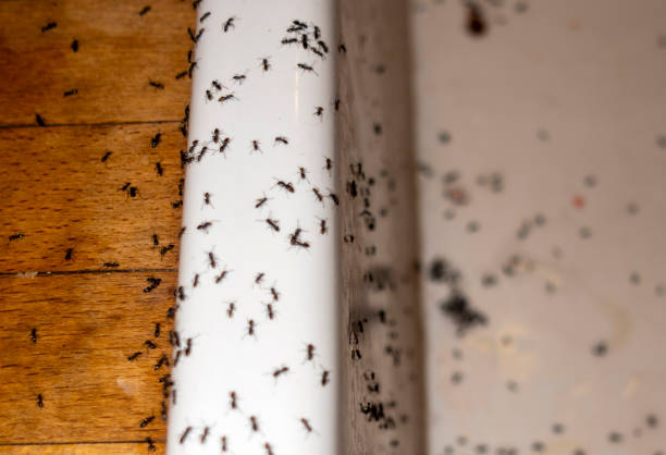 Best Flea Control Services  in Woodbury, NY
